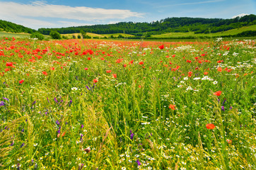 Poppies in summer countryside.