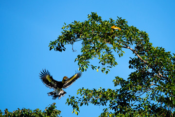 Flying great hornbill at Khao Yai national park, THAILAND