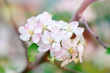 The quince tree. Beautiful flowers of quince tree in spring. Flowers and gardening. Floral background.