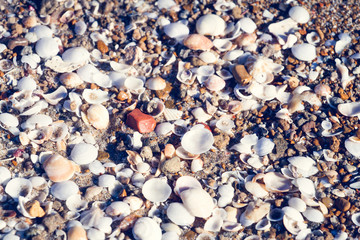 Sea shells on sand of the beach as background