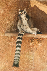 portrait of maki catta lemur sitting on wall