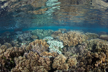 Naklejka na ściany i meble Healthy Coral Reef in West Papua