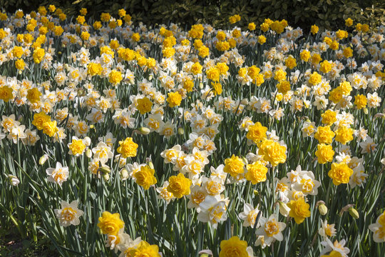 flowering of double-flowered daffodils in spring