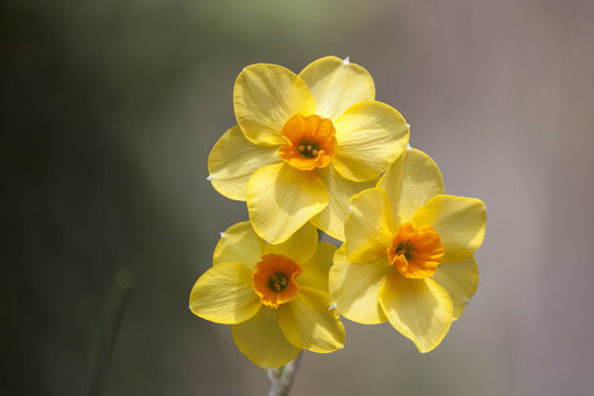 Close up on a splendid specimen of yellow narcissus