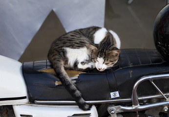 Homeless cat sleeping at seat of old motorbike