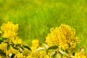 yellow flowers on a background of green grass