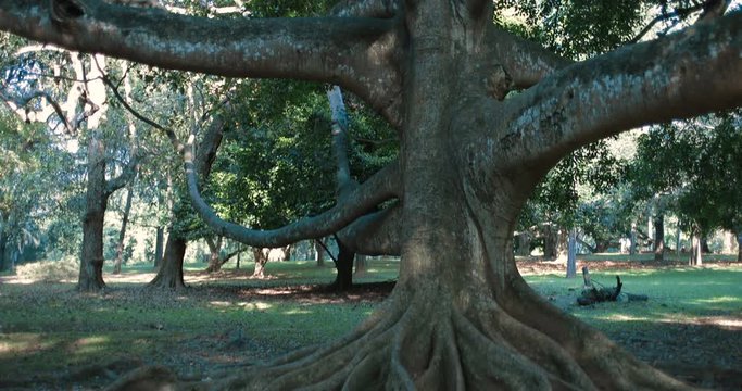 Huge trees with large roots that spread along the ground