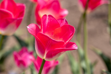 Tulip in Sakura City, Chiba Prefecture, Japan