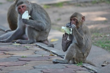 Monkey,  it is in Thai park,  Thailand Asia.