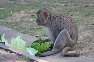 Monkey,  it is in Thai park,  Thailand Asia.