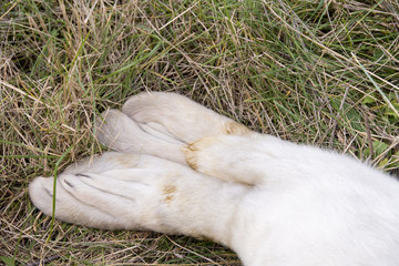 Grey Seal  at Donna Nook.