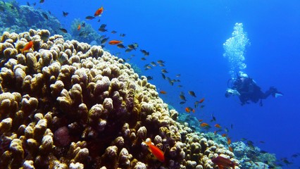 Naklejka na ściany i meble Beautiful underwater scenery, colorful coral reef with scuba divers on the background