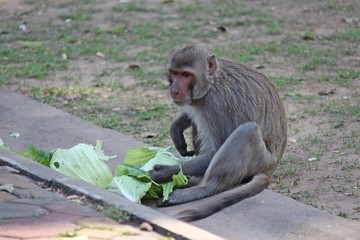 Monkey,  it is in Thai park,  Thailand Asia.