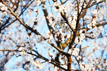 Beautiful apricot tree