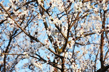 Beautiful apricot tree in April