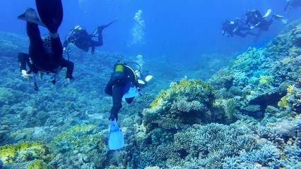 Beautiful underwater scenery, colorful coral reef with scuba divers on the background