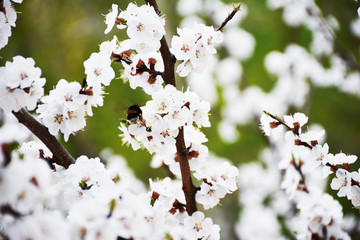 Flowering apricot tree