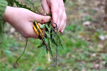 Weeding in Germany. Dirty female hands holding yellow knife and dandelion plant green.