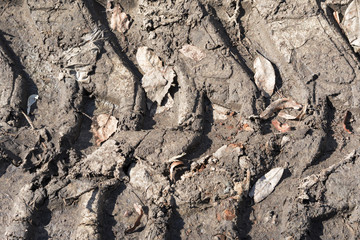 spring mud, wet soil with tire prints