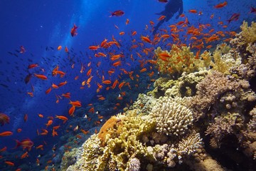 Beautiful underwater scenery, colorful coral reef with scuba divers on the background