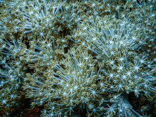 Unterwasserwelt auf Leyte