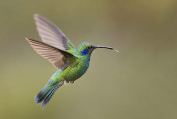 Fototapeta premium Green Violet-ear - Colibri thalassinus, beautiful green hummingbird from Central America forests, Costa Rica.