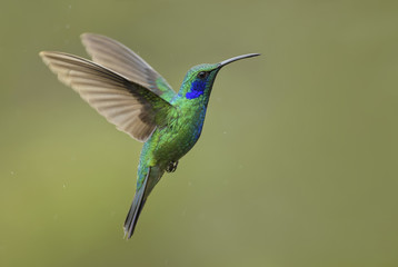 Green Violet-ear - Colibri thalassinus, beautiful green hummingbird from Central America forests,...