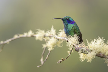 Green Violet-ear - Colibri thalassinus, beautiful green hummingbird from Central America forests, Costa Rica.