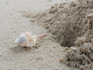White and brown stout spine murex with hole and pile of sand over beach background with theme concept of holiday, vacation, and relaxation