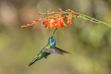 Fototapeta premium Green Violet-ear - Colibri thalassinus, beautiful green hummingbird from Central America forests, Costa Rica.