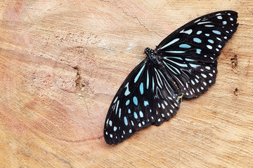dead beautiful butterfly on wooden background