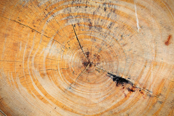 Naklejka premium texture of cross section wooden tree trunk.