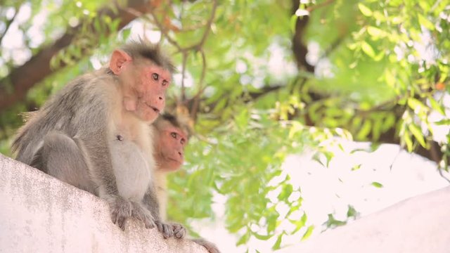 Bonnet Monkey Taking rest below the tree during summer season in India