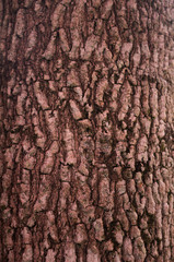 Texture of tree, background