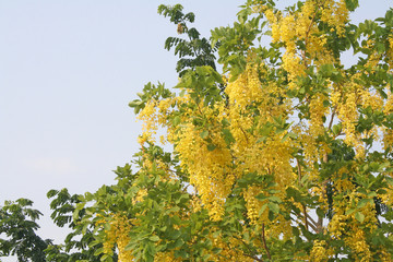 Golden shower flowers on blue sky natural background