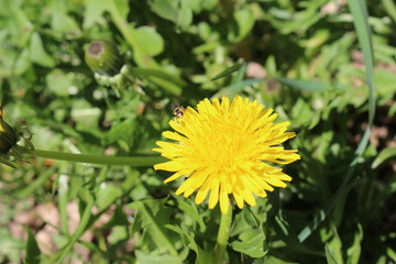  Blossomed yellow dandelion
