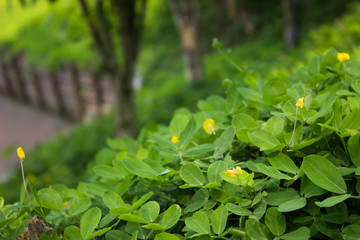 Grass and tree in the garden