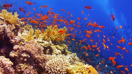 Naklejka na ściany i meble Beautiful coral reef, colorful underwater scenery