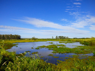 Obraz na płótnie Canvas Small creek, blue sky - a view of the pampa biome in Uruguaiana, Brazil