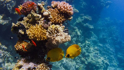 Naklejka na ściany i meble Beautiful coral reef, colorful underwater scenery