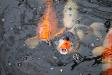 Japanese Koi Carp