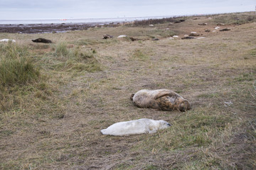 Donna Nook, Lincolnshire, UK – Nov 15: Grey seals come ashore in late Autumn for birthing season...
