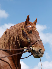 Obraz premium Stallion Head Shot