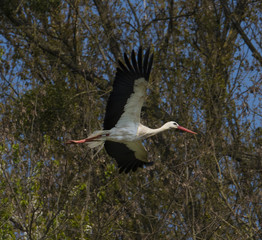 White Stork (Ciconia ciconia)_Seltz-Alsace-France