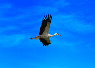 White Stork (Ciconia ciconia)_Seltz-Alsace-France