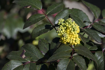 Yellow flowers Mahonia.