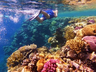 Beautiful  coral reef, colorful underwater scenery with snorkeling man