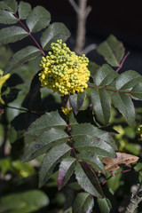 Yellow flowers Mahonia.