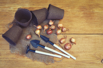 Fototapeta na wymiar onion, garden tools and peat pots on wooden background