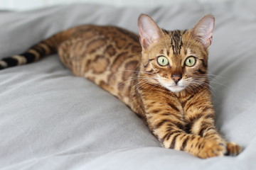 Fototapeta na wymiar Adorable portrait of a Bengal cat